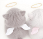 mewwi