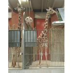 Zoo Army