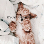 It’s Penelope Official Group