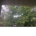 The TREE GANG