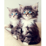 Cat_Club!!