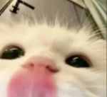 PandaKitty