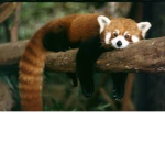 red panda squad UwU