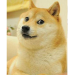 TheDogeSqaud