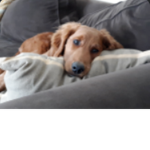 Ruby cool dog cute