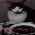 KitCat's Squad