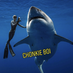 sharks_cclub
