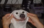 The Skibidi Doge's