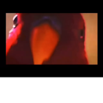 The parrot group chat