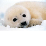 Seal Clothes