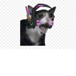 kitten gamer dragon blox