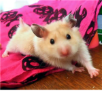 Hamsters Lovers:D