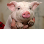 harold the pig