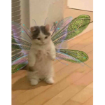 -Cat_fairy-