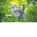cat overs