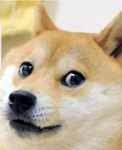 The pugdoge group