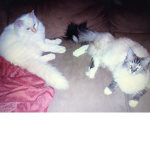 Kittys only