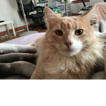 Destiny’s kitty’s!