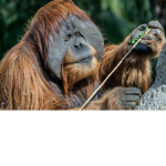 Orangutan Hideout