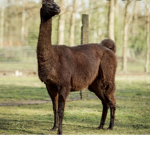 The Llama lords!