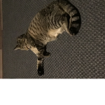 E company cat gang