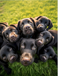 Famiglia cani