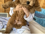 Mackenzies dogs