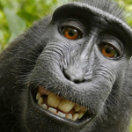 Where Monkeys Roam