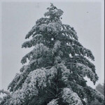 𝐰𝐞 𝐜𝐨𝐮𝐥𝐝