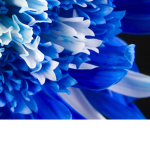 Bluey's Cafe