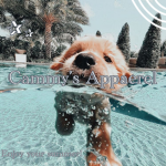 Cammy's Apperal