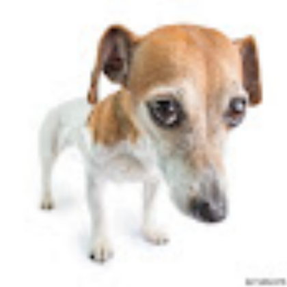 this dog (this dog) (deez) Roblox decal