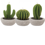 texas cactus