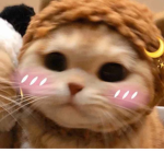 Cat_cute.love