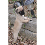 Pug group if u like pugs join pls