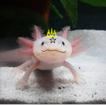 Axolotl boi pirates