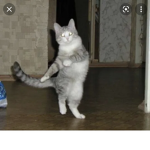 Dancing catz