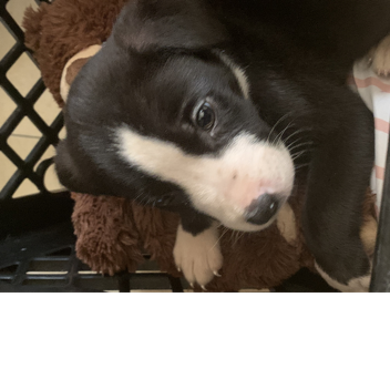 Jays obby upadate sorry it been a long time