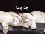 lazyyy and boring