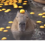 The best capybara cult