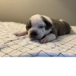 Jake’s Puppy group!
