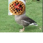 waffles and goose