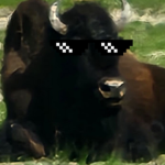 Bison Bison