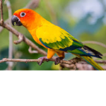 birds are cool