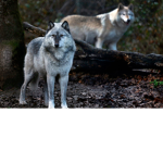 The wolf fanclub!