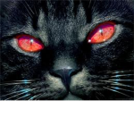 Pandora cats warriors :)