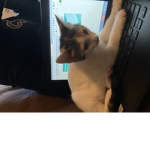 Kitty cat café