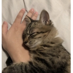 Cat Peeps Klub