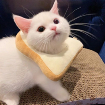 meow