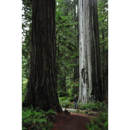 (PvP!) A literal GIANT TREE!